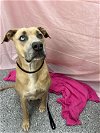adoptable Dog in , NV named A1315816