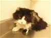 adoptable Cat in henderson, NV named BINX