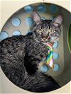 adoptable Cat in henderson, NV named HARIBO
