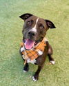 adoptable Dog in Henderson, NV named CHARLEE