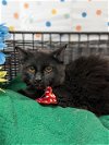 adoptable Cat in  named ALADDIN