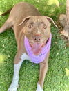 adoptable Dog in Henderson, NV named LUNA