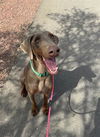 adoptable Dog in Henderson, NV named BRODY