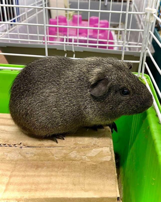 adoptable Guinea Pig in Henderson, NV named LIL GUY