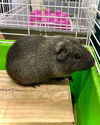 adoptable Guinea Pig in , NV named LIL GUY