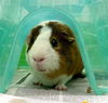 adoptable Guinea Pig in Henderson, NV named BENSON