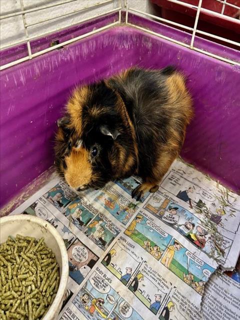 PETER - Guinea Pig available for adoption