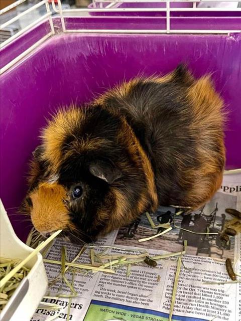 adoptable Guinea Pig in Henderson, NV named PETER