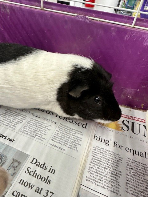 JOHN - Guinea Pig available for adoption