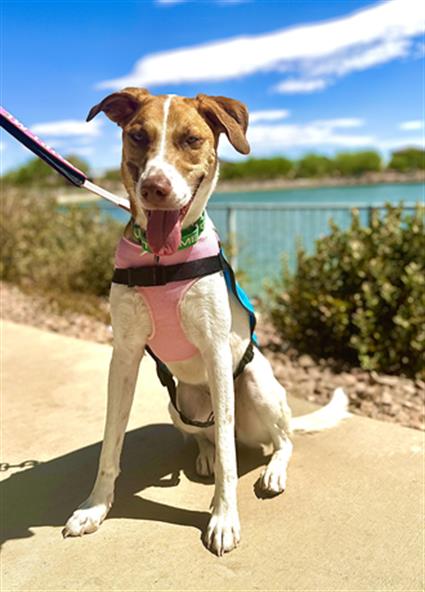 adoptable Dog in Henderson, NV named ROSIE