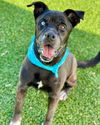 adoptable Dog in Henderson, NV named LUCAS