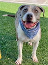 adoptable Dog in , NV named THUNDER