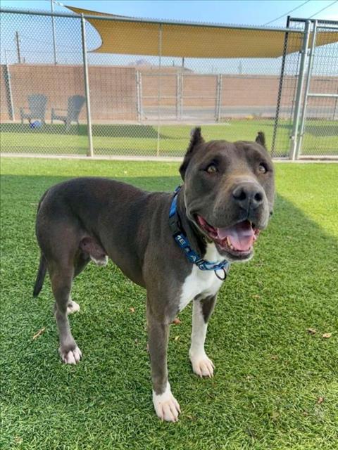 adoptable Dog in Henderson, NV named PRINCE