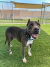 adoptable Dog in , NV named PRINCE