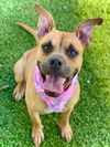 adoptable Dog in Henderson, NV named NALA