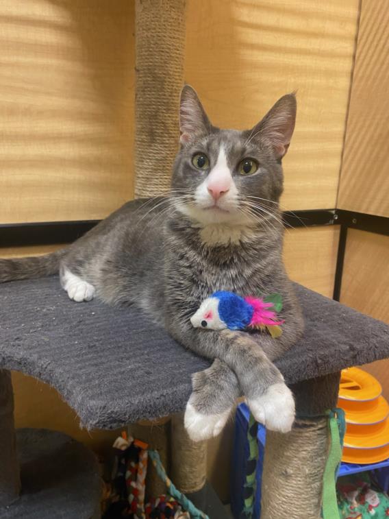 adoptable Cat in Henderson, NV named ARCHER