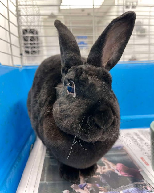 SHADOW - Shorthaired Rabbit available for adoption