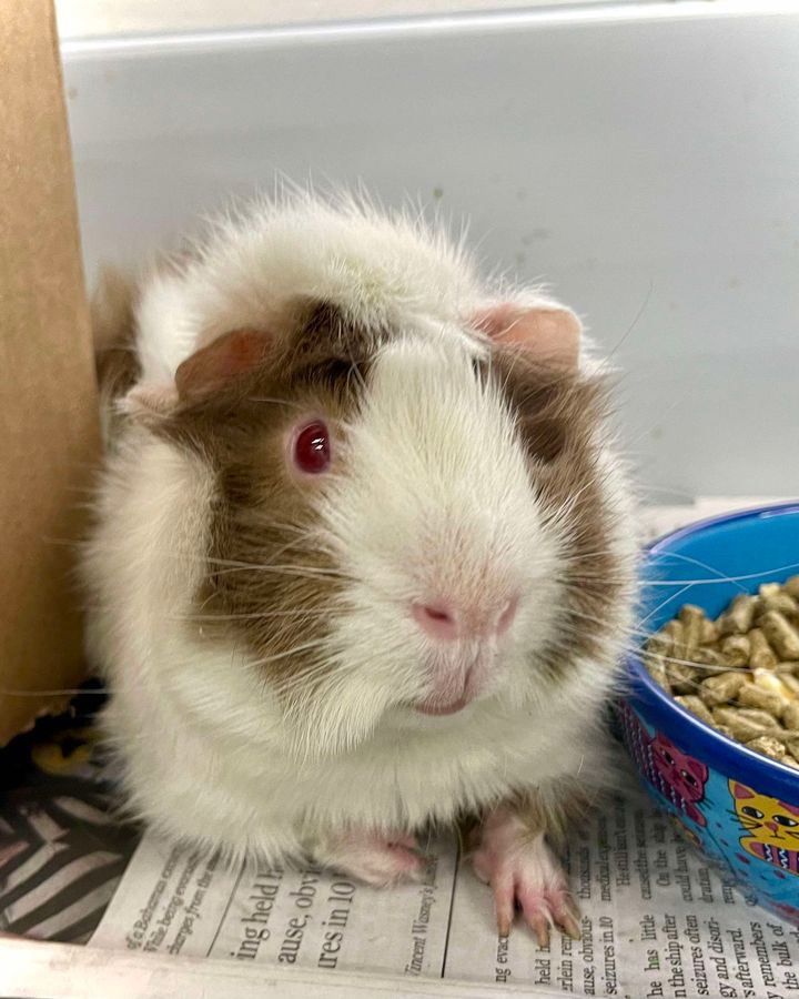 adoptable Guinea Pig in Henderson, NV named BRUNO