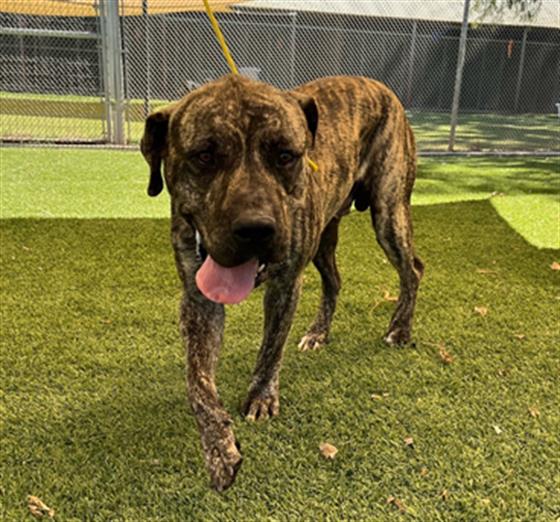 adoptable Dog in Henderson, NV named WILBUR