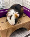 adoptable Guinea Pig in Henderson, NV named ELI