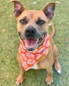 adoptable Dog in Henderson, NV named ROXIE