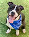 adoptable Dog in Henderson, NV named PRINCE BALES