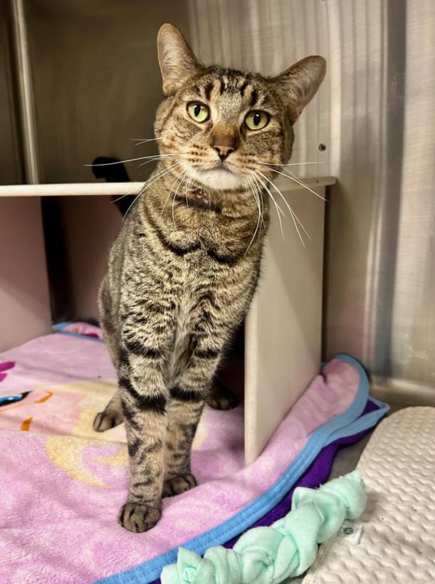 adoptable Cat in Henderson, NV named ASH