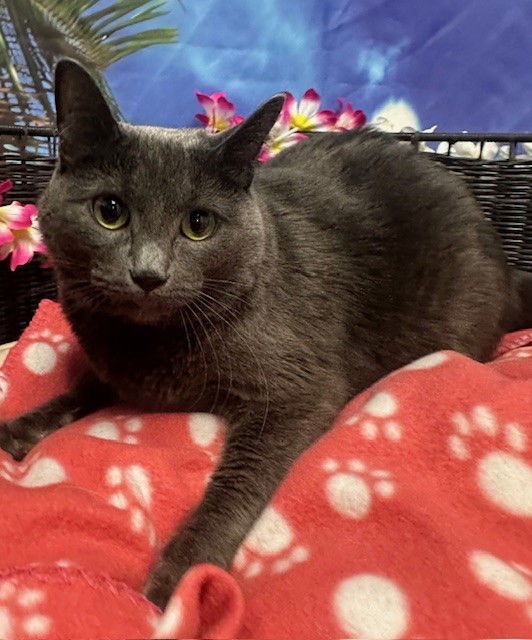 adoptable Cat in Henderson, NV named ZELDA