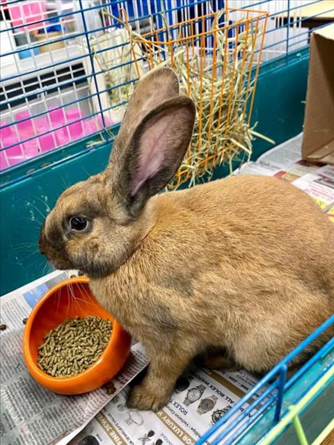 adoptable Rabbit in Henderson, NV named HEARTLAND