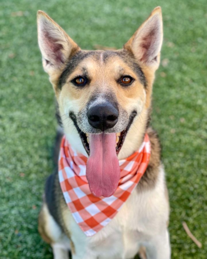 adoptable Dog in Henderson, NV named RUBBIN