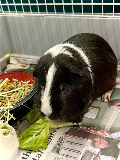 adoptable Guinea Pig in Henderson, NV named PINTO BEAN