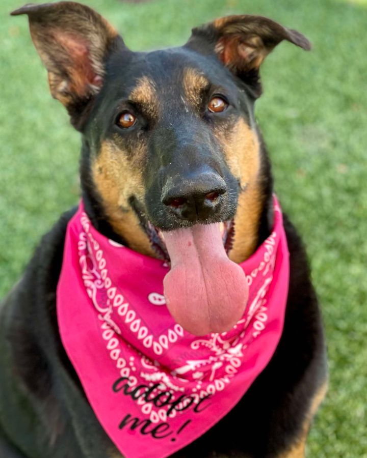 adoptable Dog in Henderson, NV named ROSIE