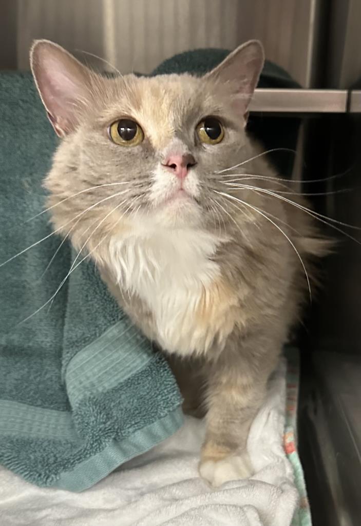 adoptable Cat in Henderson, NV named HAZEL