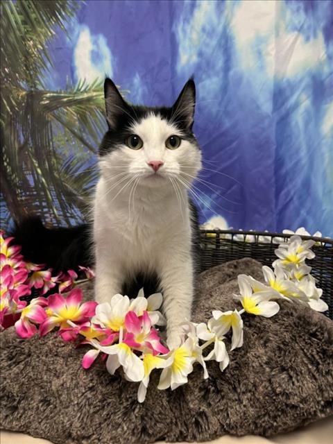 adoptable Cat in Henderson, NV named BLUE