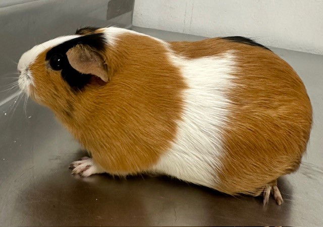 adoptable Guinea Pig in Henderson, NV named CHOCOLATE