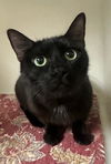 adoptable Cat in , NV named ELISE