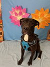 adoptable Dog in , NV named CHLOE