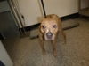 adoptable Dog in , NV named POPPY