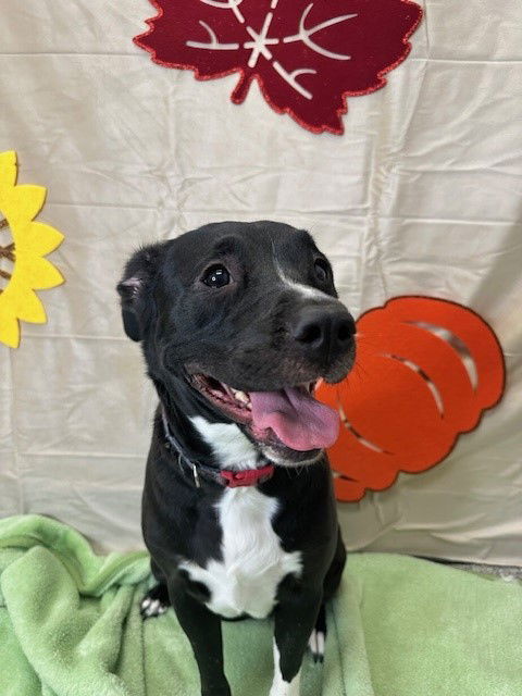 adoptable Dog in Henderson, NV named CALI