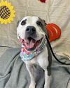 adoptable Dog in , NV named AWKWAFINA