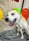 adoptable Dog in , NV named BARK RUFFALO