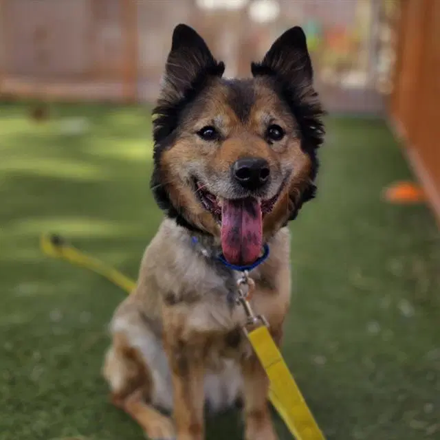 Jenkins - German Shepherd Dog