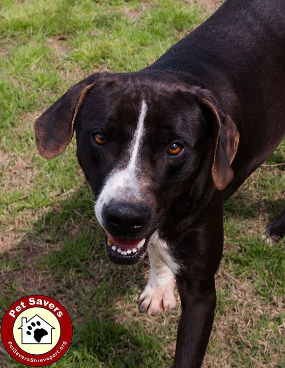 adoptable Dog in Shreveport, LA named Lou