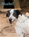 adoptable Dog in  named Bluebell