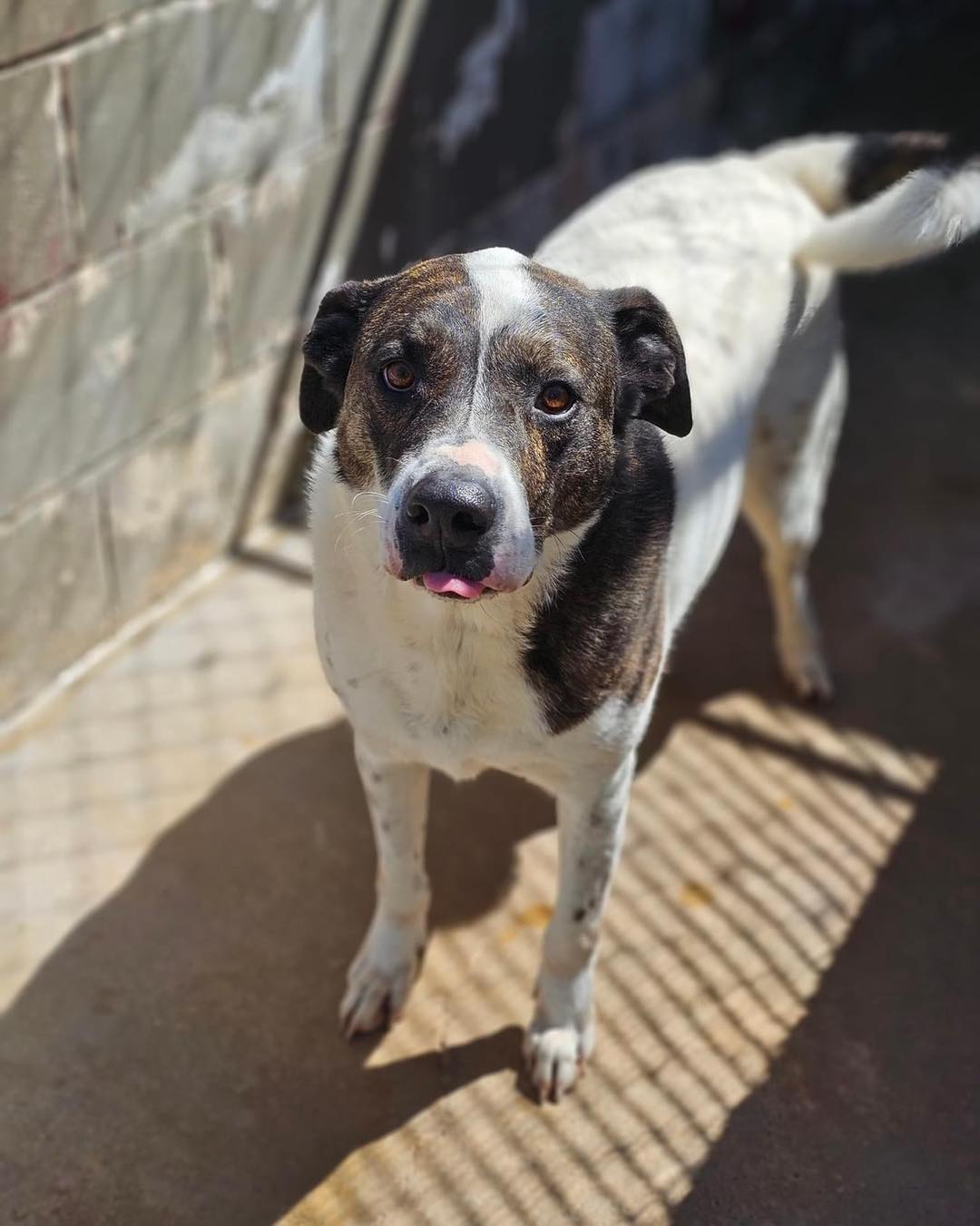 adoptable Dog in Shreveport, LA named Tyson