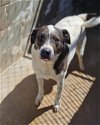 adoptable Dog in shreveport, LA named Tyson