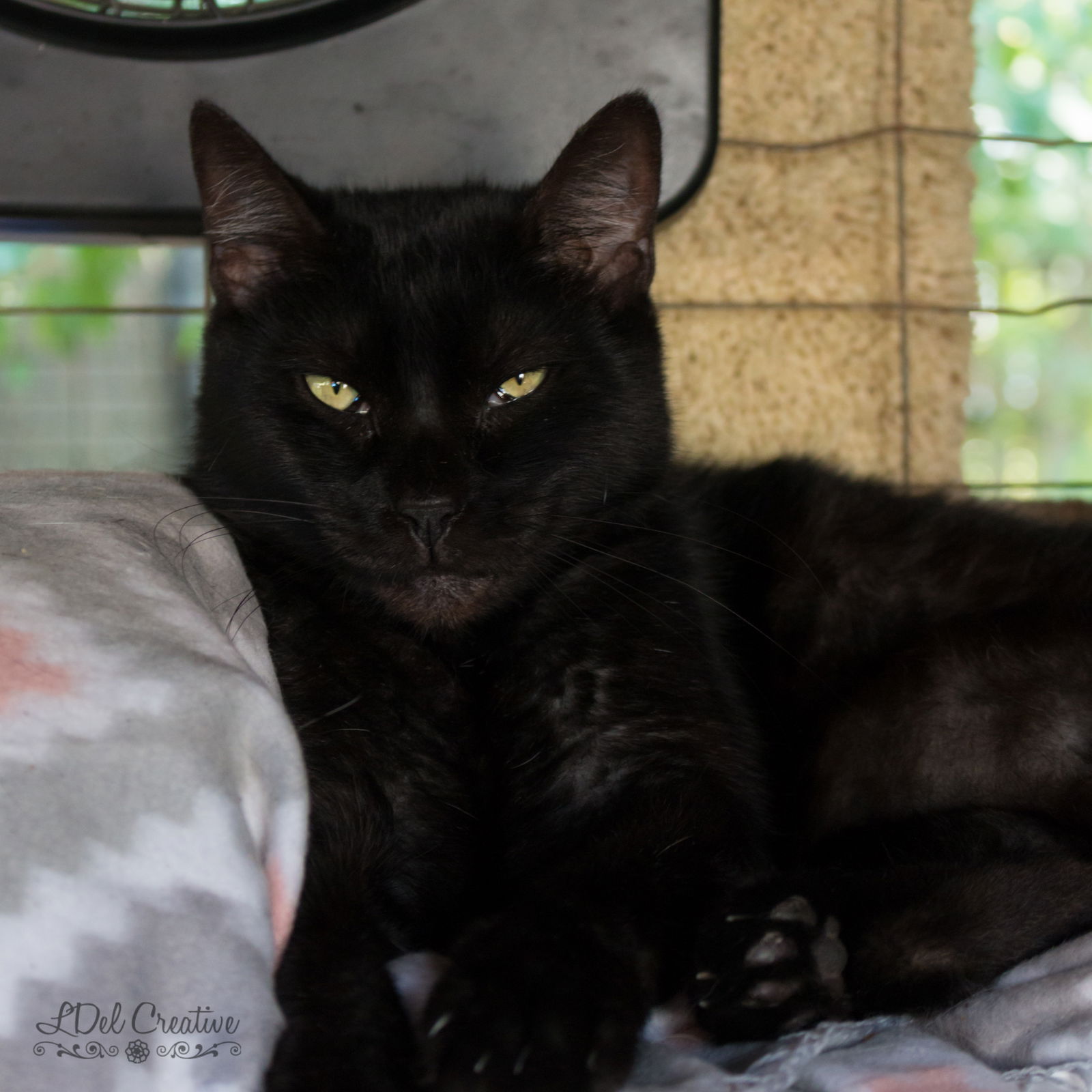 adoptable Cat in Shreveport, LA named Pepper