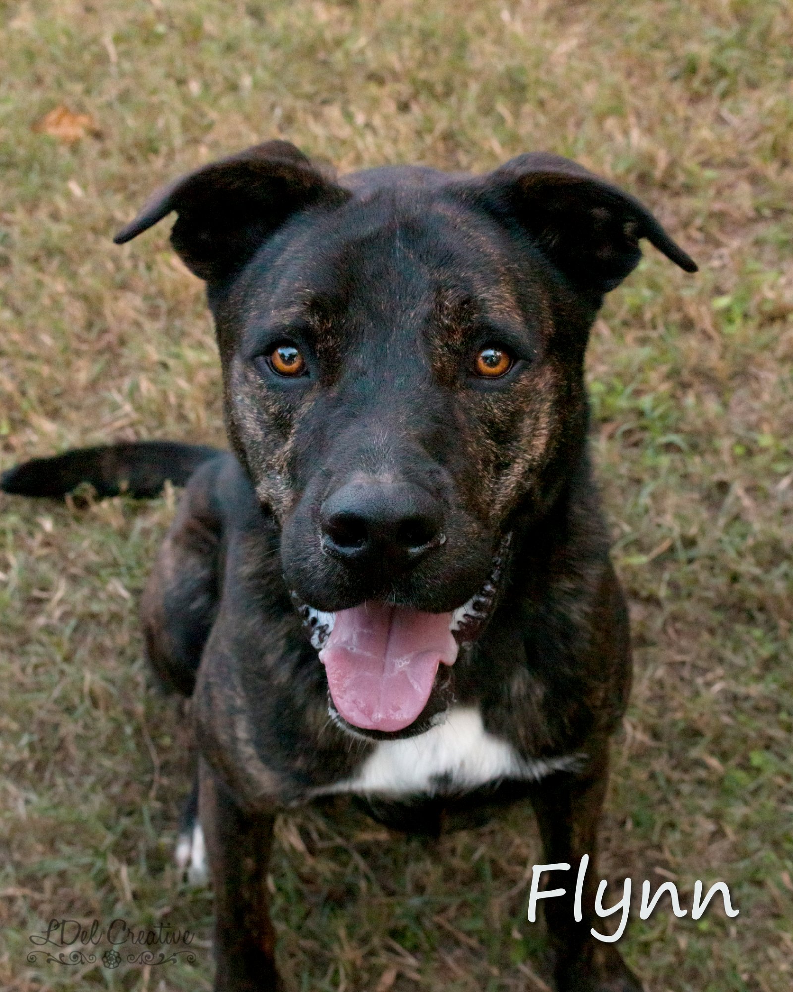 adoptable Dog in Shreveport, LA named Flynn
