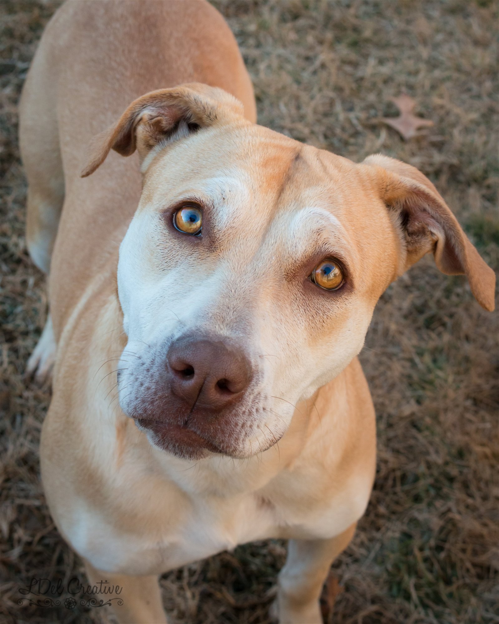 adoptable Dog in Shreveport, LA named Blossom