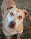 adoptable Dog in shreveport, LA named Blossom